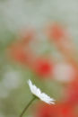 Daisy and Poppies