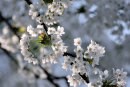 Blossom