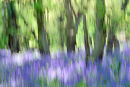 Bluebell Wood