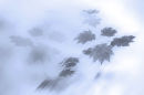 Maple Impression