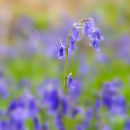 Bluebells (2)