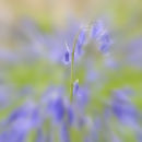 Bluebell Impression