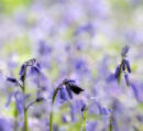 Emerging Bluebells