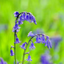 Bluebells