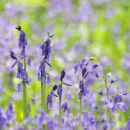 Emerging Bluebells #2