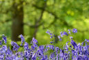 Bluebells on the Wrekin