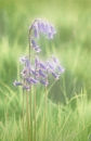Bluebell Impression