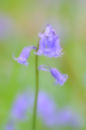 Bluebells No2