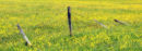 Broken Fence