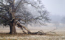 Fallen Oak Bough