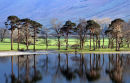 Buttermere Pines