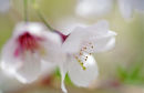 Cherry Blossom