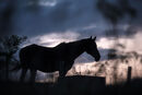 Horse Silhouette