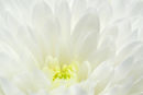 Dahlia