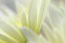 Diffused Petals