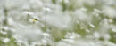 Daisies