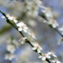 Blossom