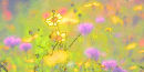 Flower Impression