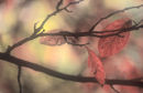 Cherry Leaves