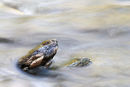 Ebb and Flow
