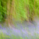 Ercall Bluebells