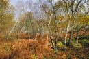 Wrekin Autumn