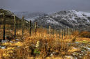 Fence Line