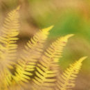 Fern Leaves
