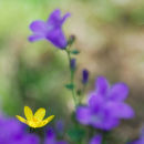 Flower Impression