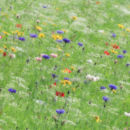 Wild Flower Meadow