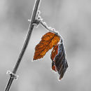 Frosted Leaf #2