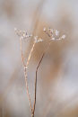 Frosted Jewels