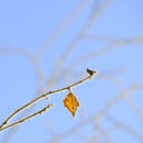 Frosted Leaf