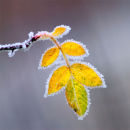 Frosted Rose Leaf