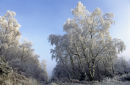 Frosted Trees
