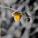 Frosted Leaf
