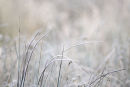 Frosted Grasses