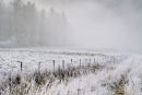 Fence Line