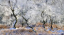 Silver Trees