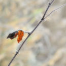 Frosted Leaf No2