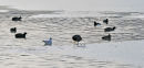 Frozen Lake