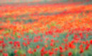 Glowing Poppies