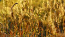 Golden Grasses
