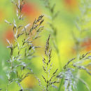 Grasses and Poppies