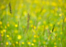 Grasses and Buttercups