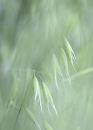 Grasses