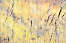 Grasses