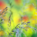 Grasses