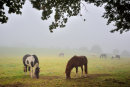Grazing Horses