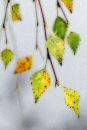 Autumnal Birch Leaves